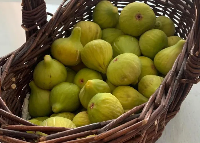 Svitogor * トロギール